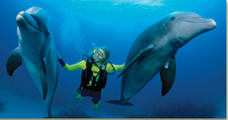 Diving with Dolphins